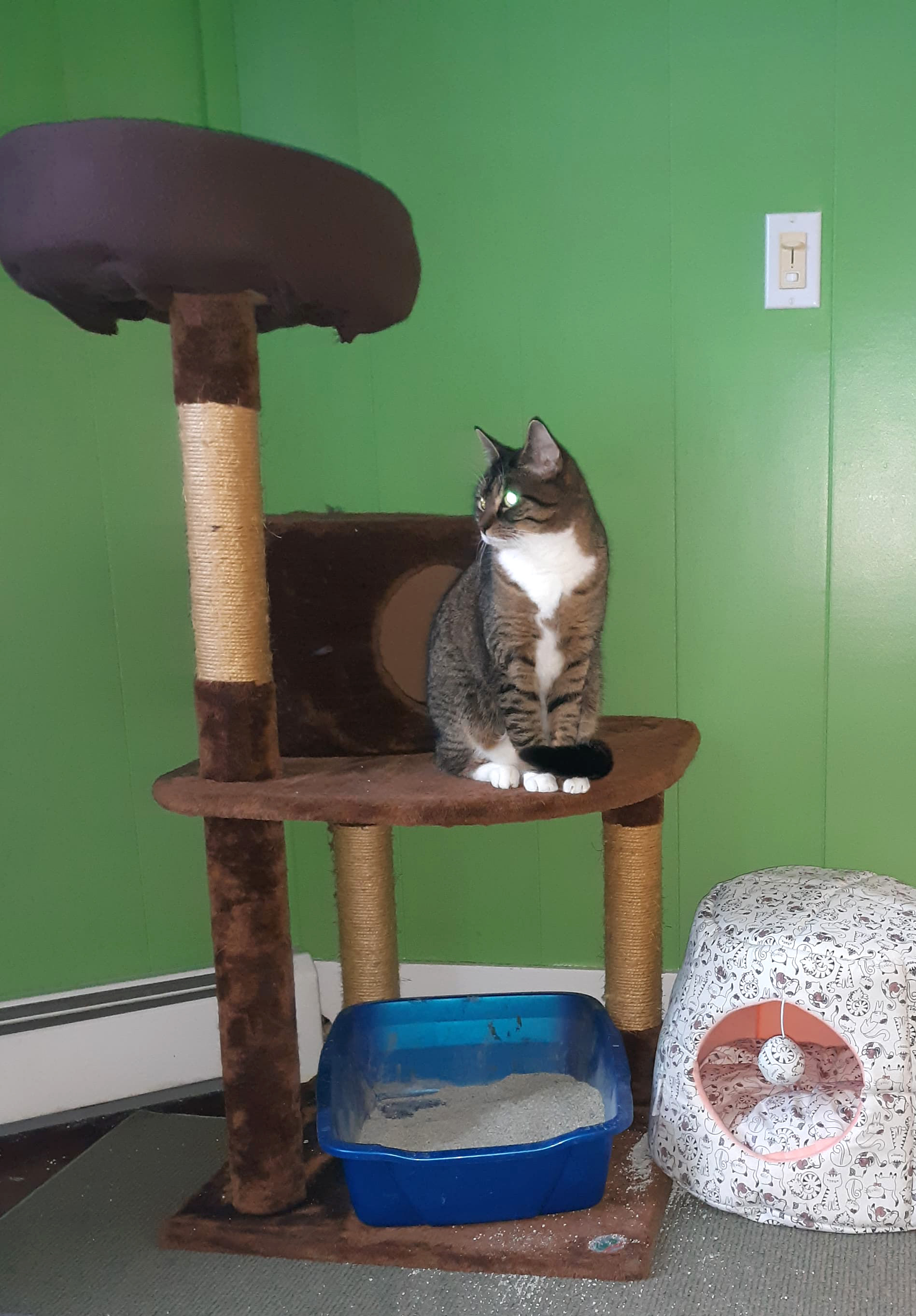 About this Cat: Bootsie – ADOPTED – The Feline Connection