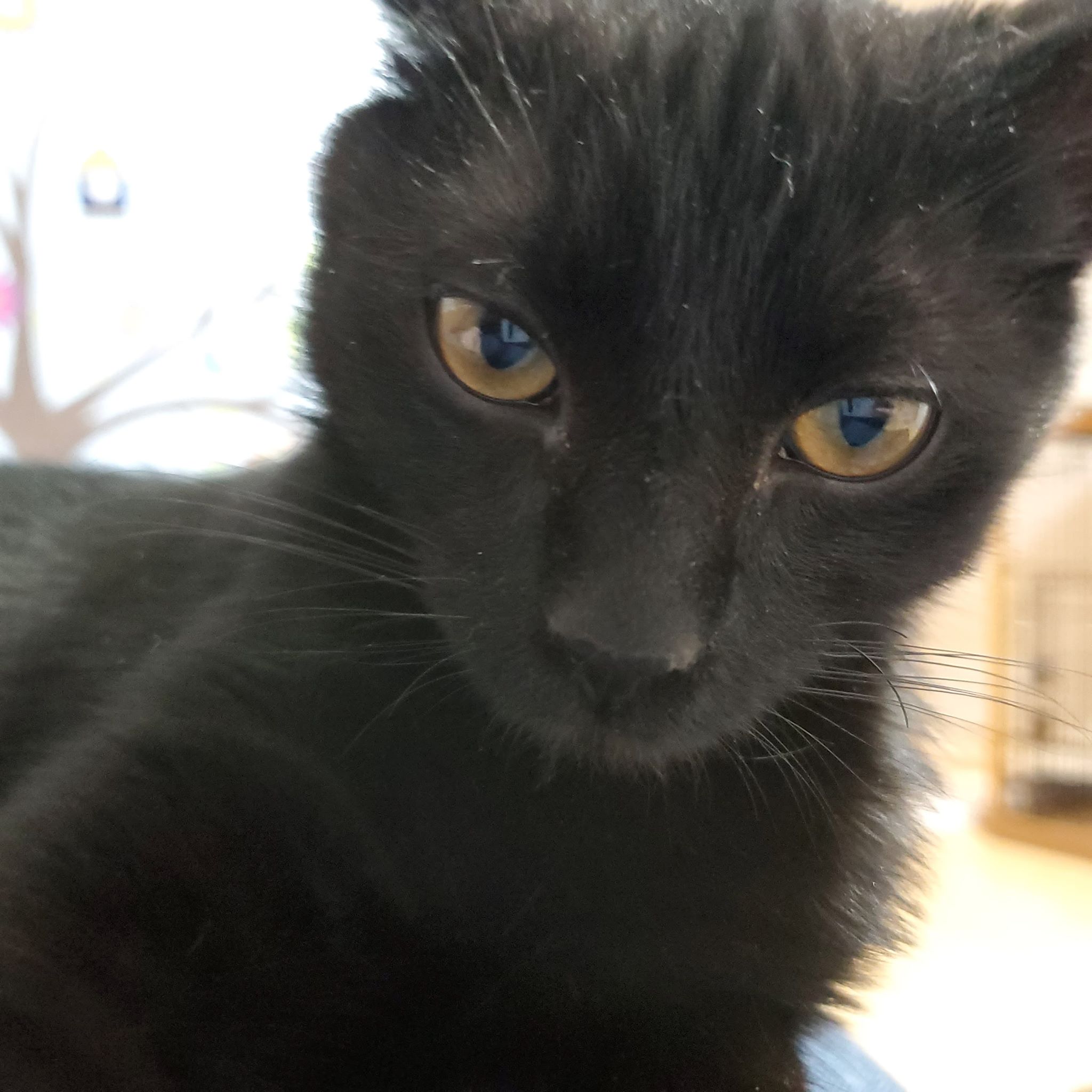 About this Cat: Nero – ADOPTED – The Feline Connection