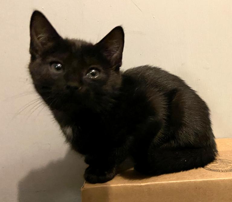 About this Kitten: Kiara – ADOPTED – The Feline Connection